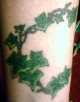 Mez's ivy